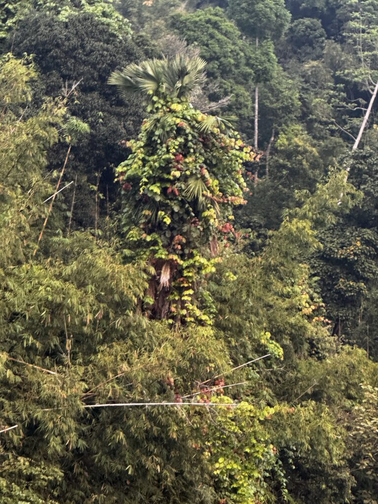 Jungle Khao Sok National Park