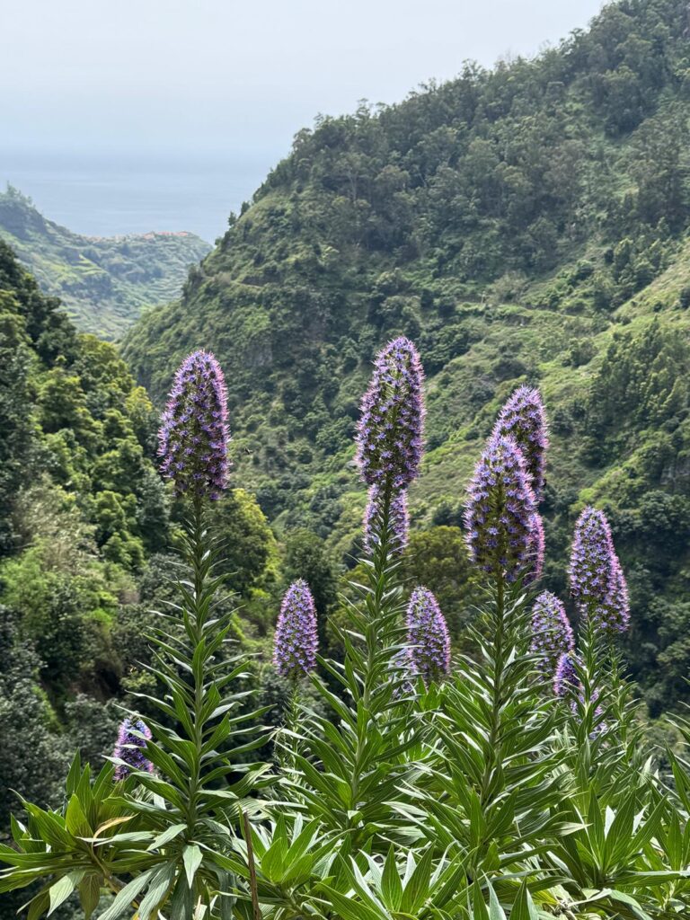 Bloemen Levada Nova Madeira