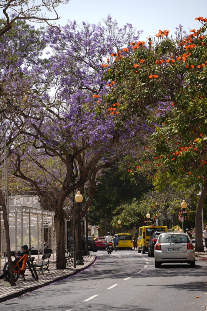 Funchal Madeira verblijf