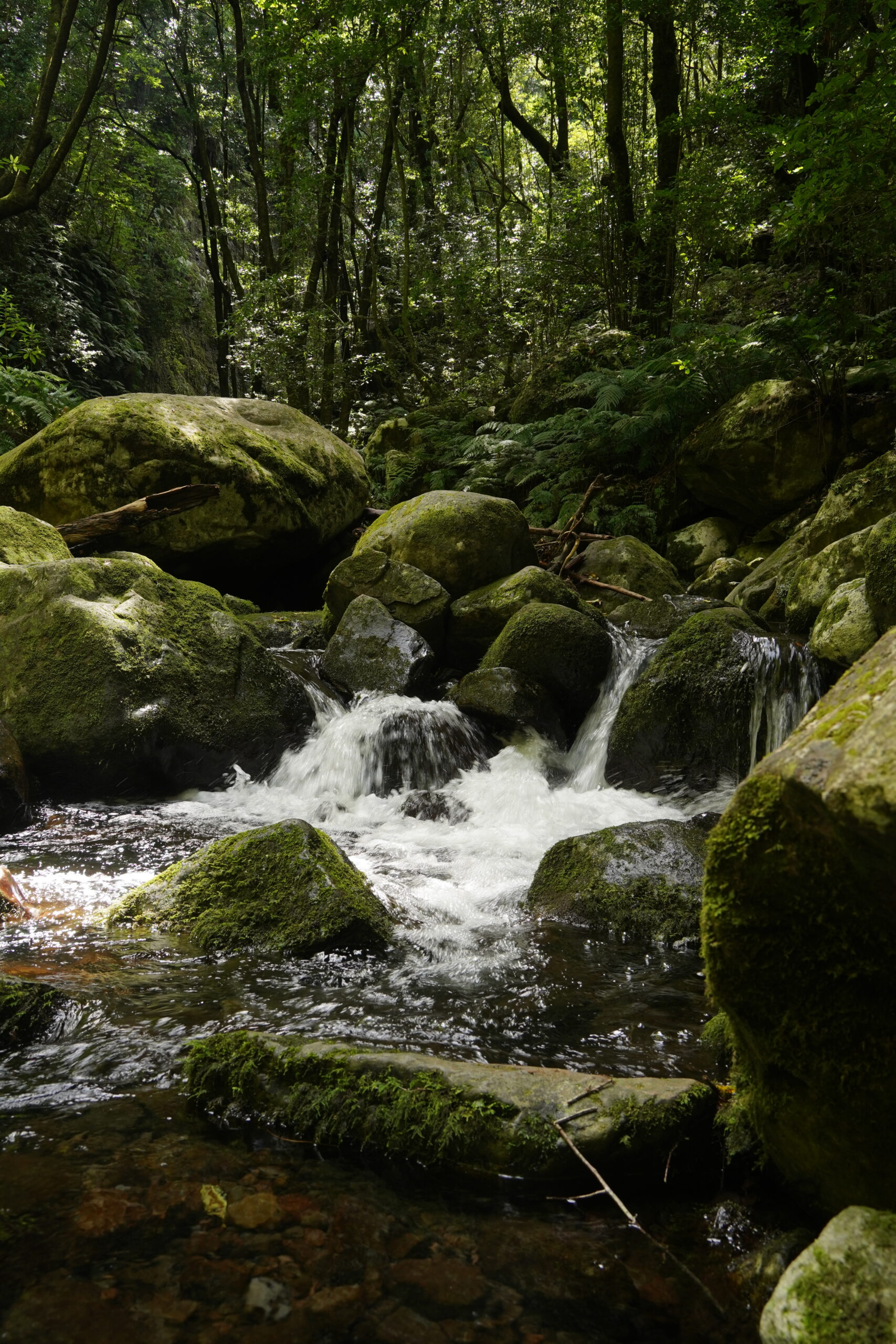 Beekje Levada do Rei