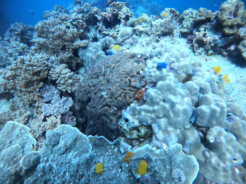 Duikbrevet halen Koh Tao