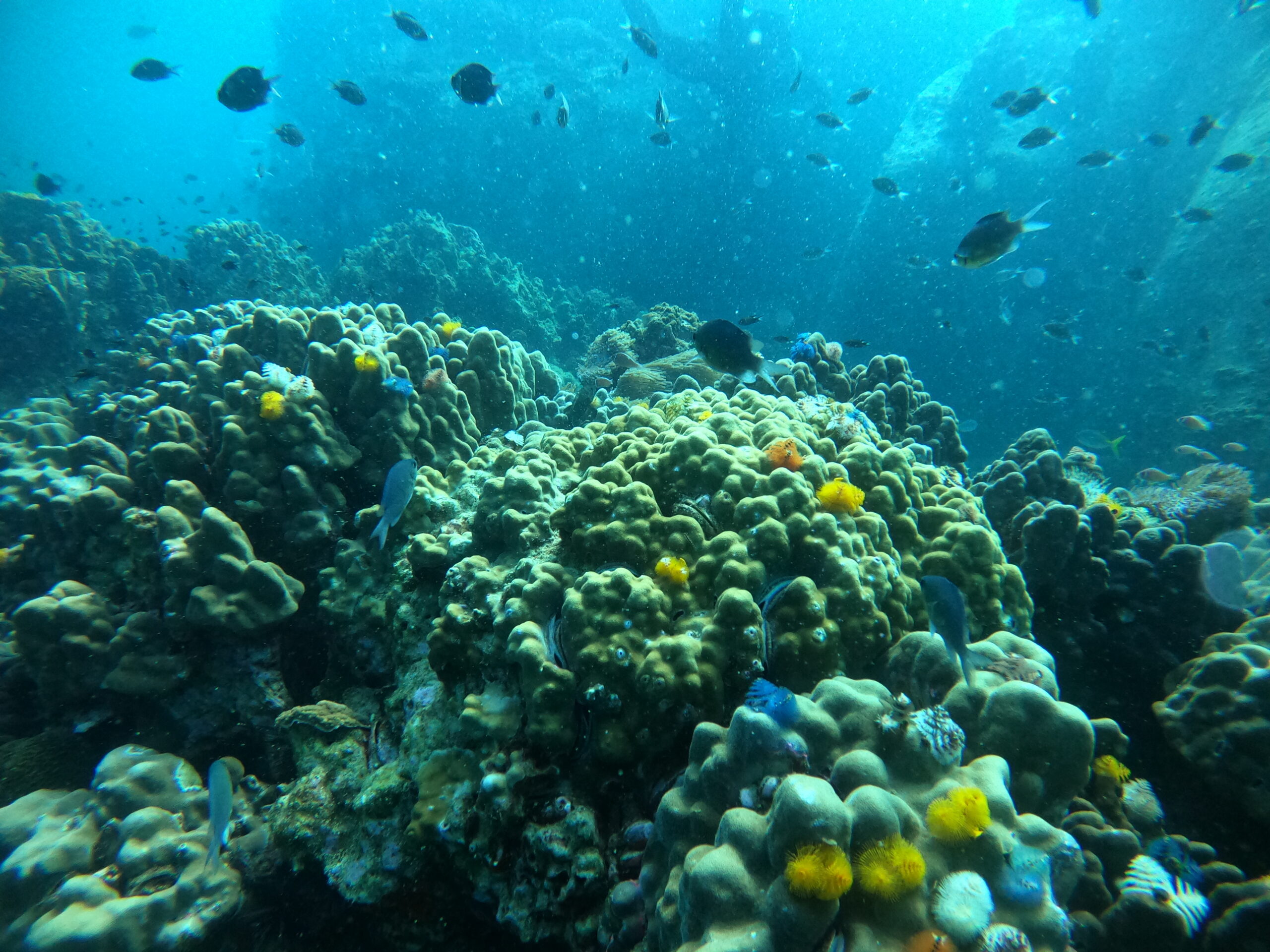 Duikbrevet halen Koh Tao