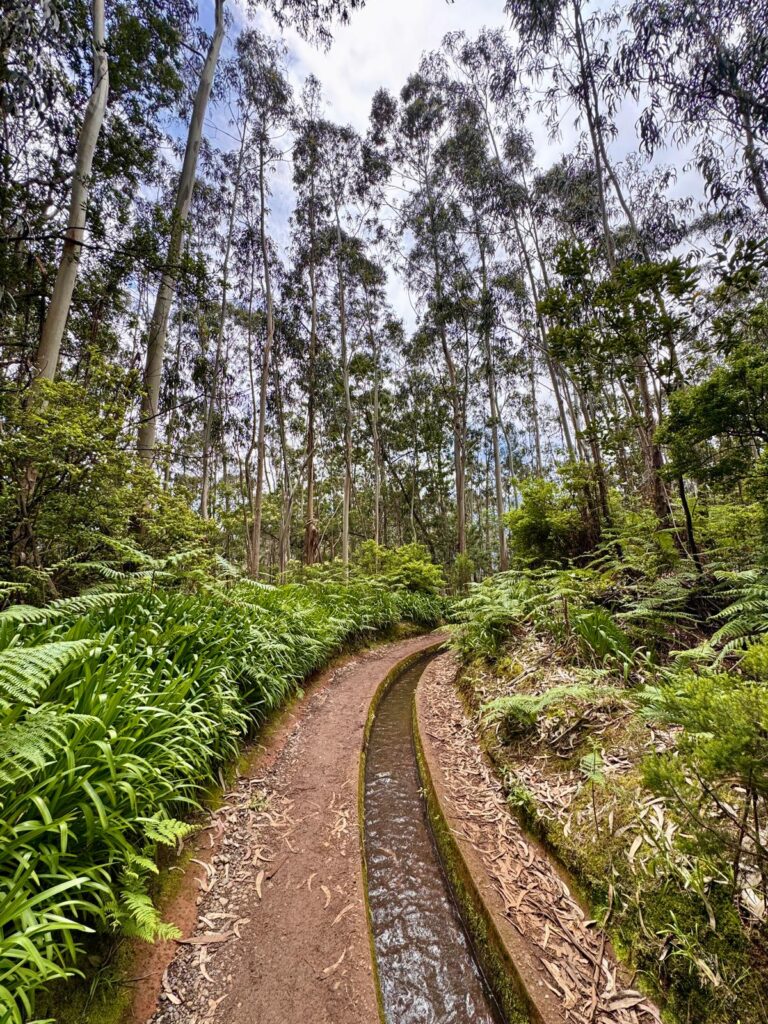 Laurisilva-bos Levada do Rei Madeira
