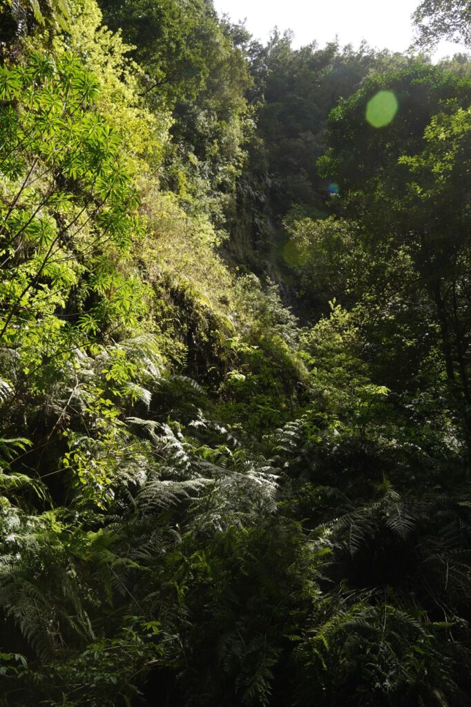 Natuur Levada do Rei