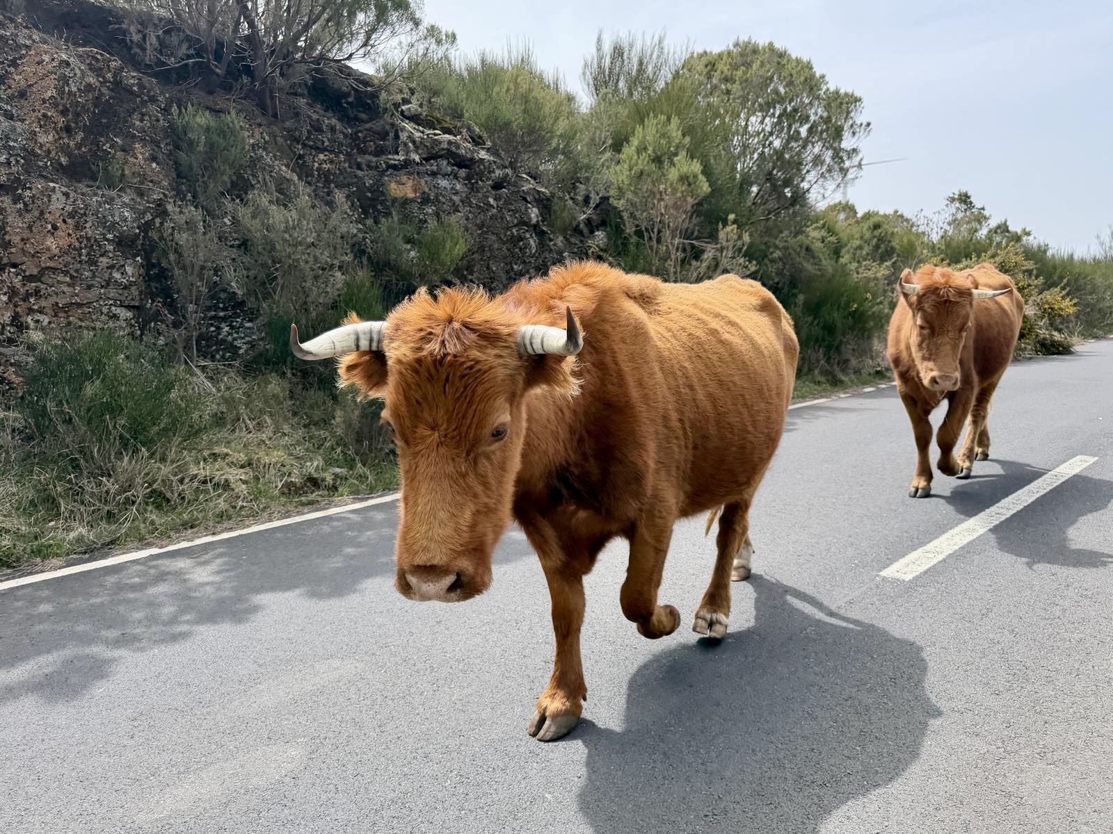 Koeien onderweg huurauto Madeira