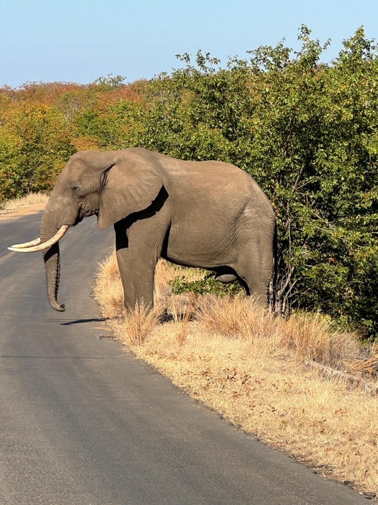 Olifant op de weg Zuid-Afrika